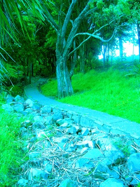 Racheblue; Cox's Bay Reserve; Path through Cox's Bay Reserve